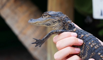 Babyalligator